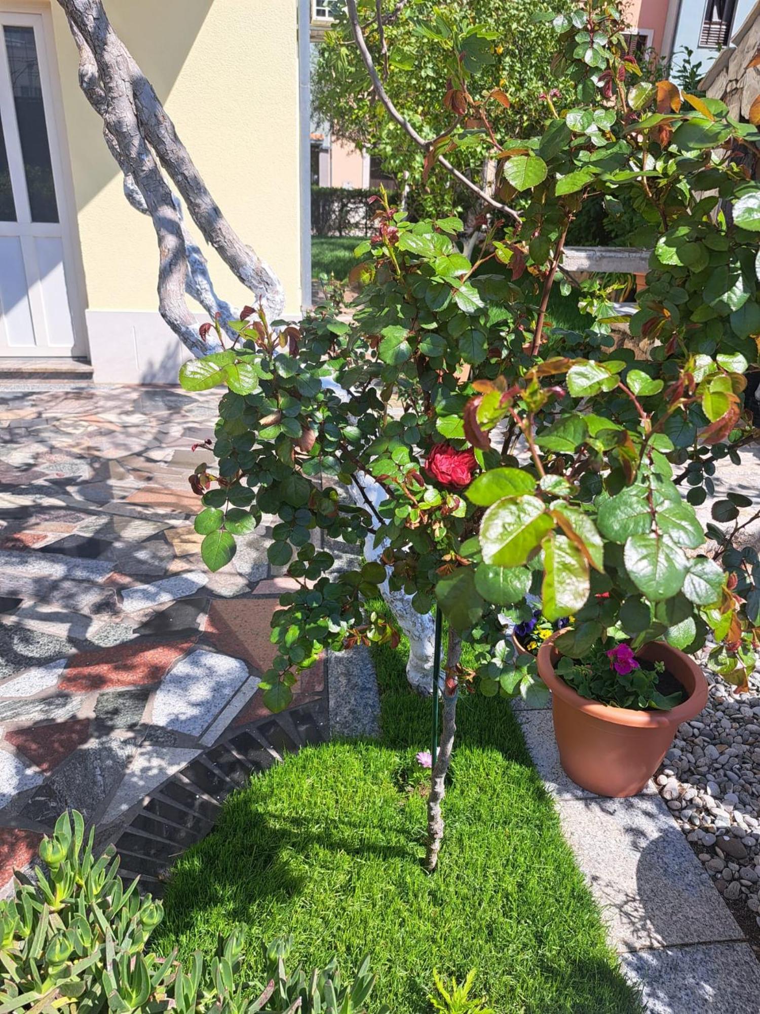 Apartments Nena Подстрана Екстер'єр фото
